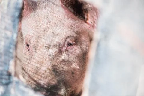 Pig behind bars Foto stock