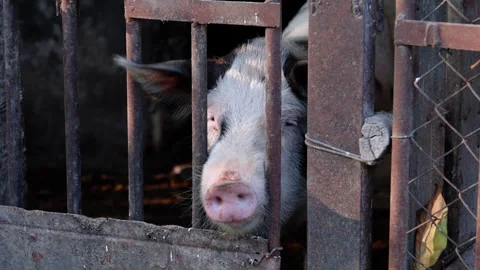 Pig behind bars in a rustic pen, showcasing its curious expression as the camera Stock Footage 323233544
