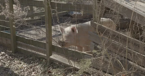 Pig Behind Fence Video stock 124187334