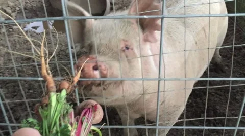 Pig being fed vegetables HD  Stock-Footage 68716358