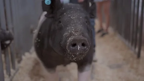 Pig being led by handler Stock-Footage 333328277