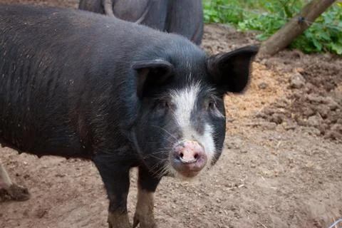 Pig on a belgian farm. Stock Photos