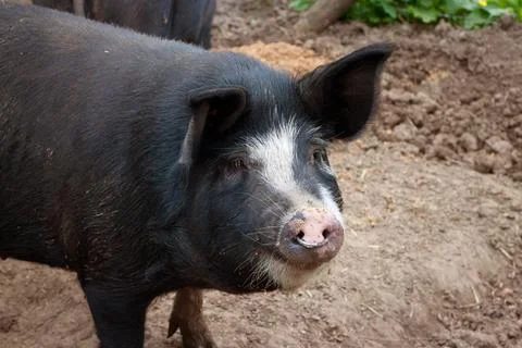Pig on a belgian farm. Stock Photos