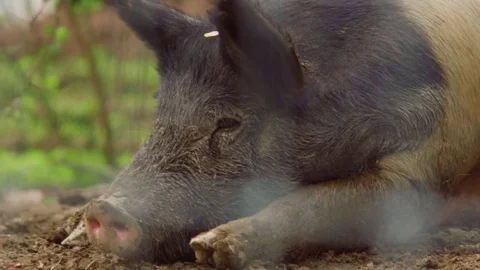 Pig bored Stock Footage 75462646