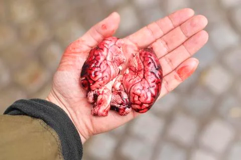 Pig brain in a hand Stock Photos