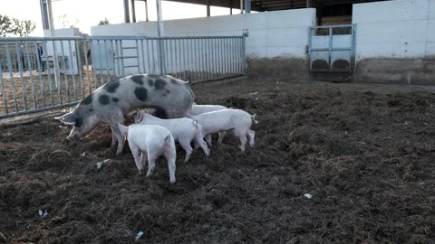 Pig breeding on the farm Stock Footage 164256918