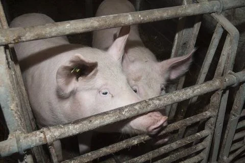 Pig breeding in a pigsty, animal husbandry and livestock farming pig breed... Stock Photos