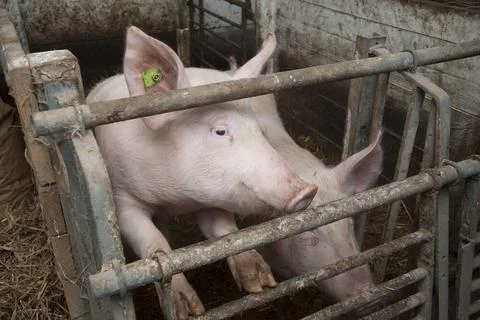 Pig breeding in a pigsty, animal husbandry and livestock farming pig breed... Stock Photos