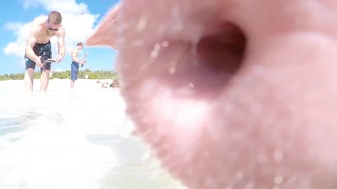 Pig bumps nose into camera exuma bahamas Stock Footage 74851146