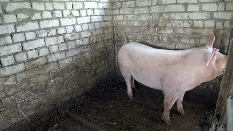 A pig in a cage. Against the backdrop of a wall of bricks. Pink Piglet. 스톡 동영상 94197306