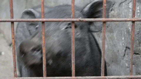 Pig in a cage on the farm Stock Footage 77128572