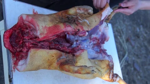 Pig carcass is cut Stock Footage 138385771