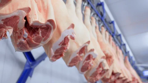 Pig carcasses close up on hooks against the background of a meat processing Stock-Footage 129579850
