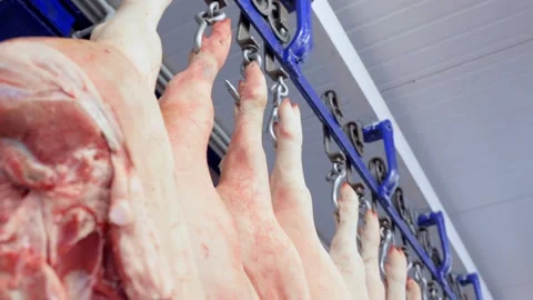 Pig carcasses close up on hooks against the background of a meat processing Stock-Footage 130709219