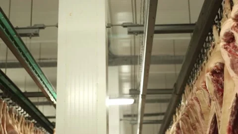 Pig Carcasses Cooling in Slaughterhouse Fridge Stock Footage 150347853