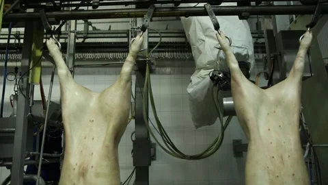 Pig Carcasses Robotic Arm Prepare for Next Stage Stock Footage 150348066