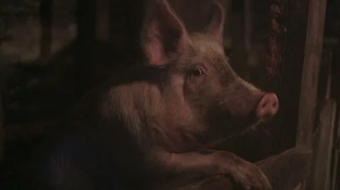 Pig chews close-up Stock Footage 65047764