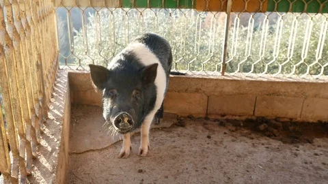 Pig cinta senese close up Stock Footage 84592057