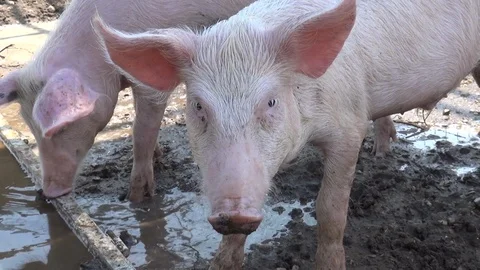 Pig close up Stock Footage 127137262