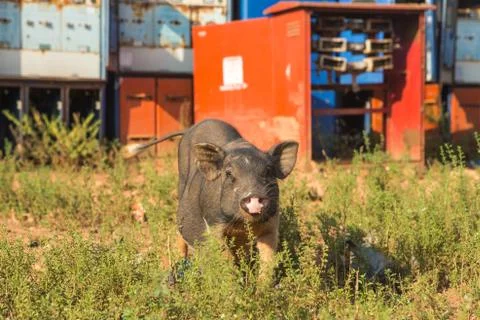 Pig, close-up on grass background Stock Photos