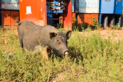 Pig, close-up on grass background Stock Photos