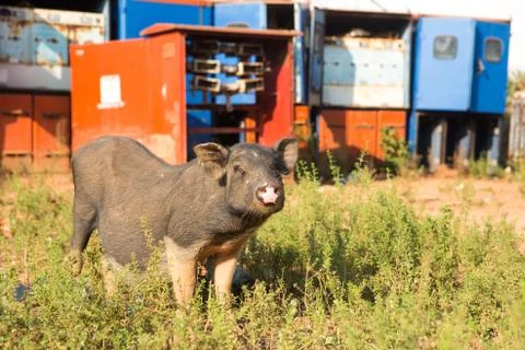 Pig, close-up on grass background Stock Photos