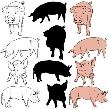 Pig Collection Stock Illustration