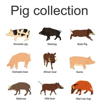 Pig collection vector illustration isolated on white background. Stock Illustration