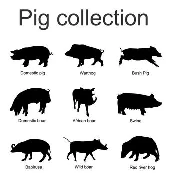 Pig collection vector silhouette isolated on white background Stock Illustration