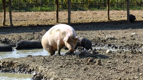 Pig comes out of a pool of muddy water Stock-Footage 110531888