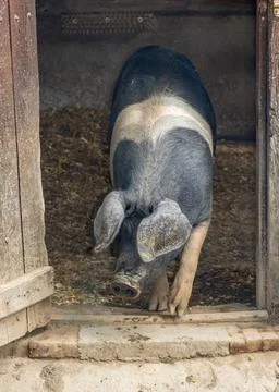 The pig comes out of the sty Stock Photos