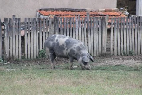 Pig in cote Stock Photos