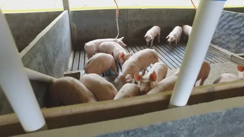 Pig creation 库存影片 91109993