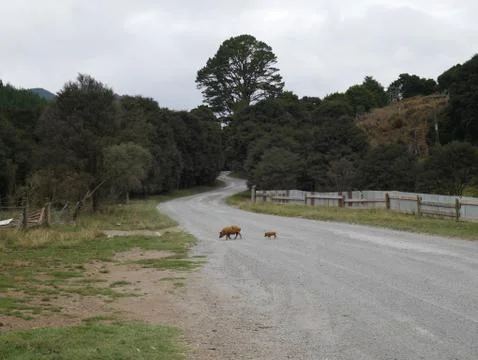 Pig Crossing Foto stock