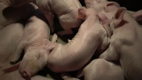 Pig cub farm Stock Footage 153550458