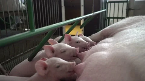 Pig cubs suckling Video stock 153550450