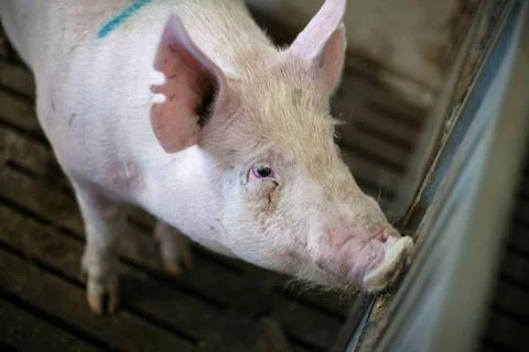 Pig in a dark stable Stock Photos
