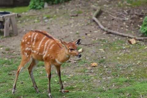 Pig-deer standing on the grass Fotos de archivo