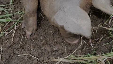 Pig Digging 스톡 동영상 142160063