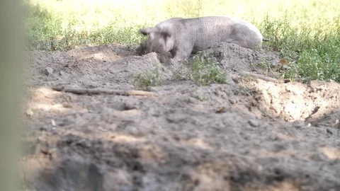 Pig digging in the ground with snout Stock Footage 93384562