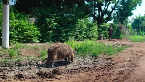 Pig on dirt path in Betou, Congo 스톡 동영상 338167486