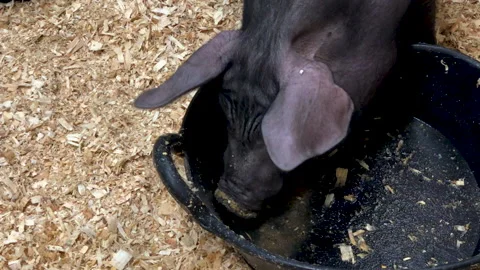 Pig drinking Stock Footage 210540107