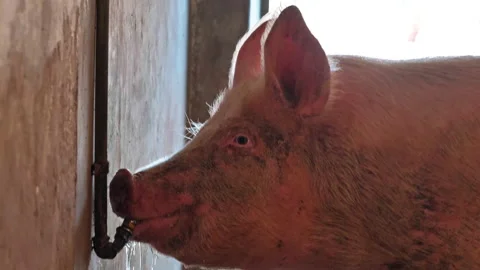 Pig drinking from tap in shed 스톡 동영상 233885140