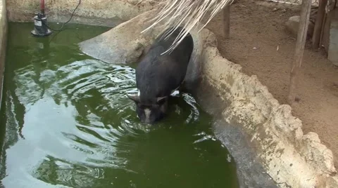 Pig drinking water Stock Footage 44729504