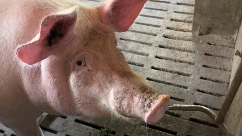 Pig is drinking water from a nipple drinker on the farm Stock Footage 346722021