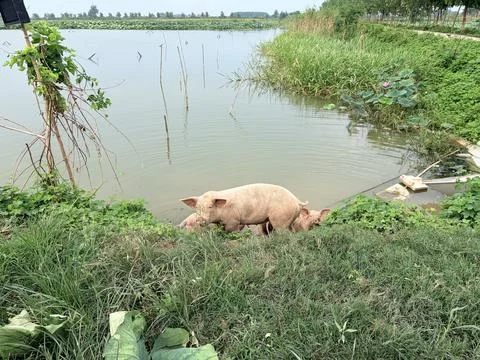 A pig drinking water from a pond. Stock Photos