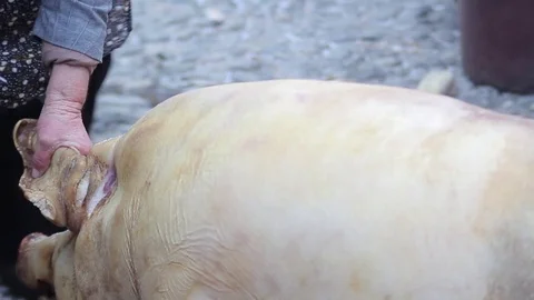 Pig Ear Cut Stockbeeldmateriaal 70554805