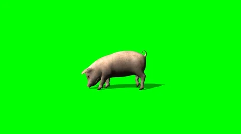 Pig eat - green screen Stock Footage 42544182