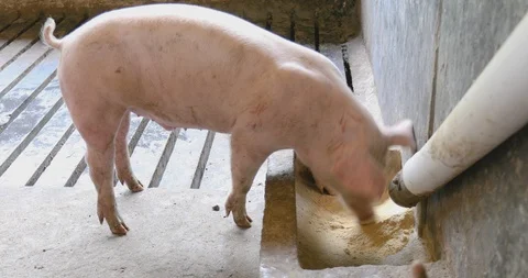 Pig eating feed Video stock 91109473