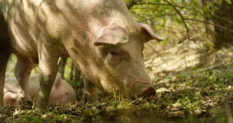 Pig Eating in the Field 4K Pro Res Stock Footage 85835962